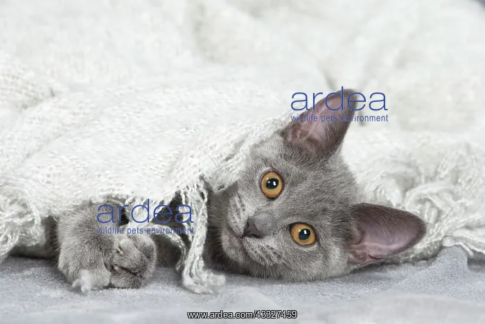 : 80201881 Cat - Chartreux kitten Jean-Michel Labat : 80201881 Cat - Chartreux kitten Jean-Michel Labat