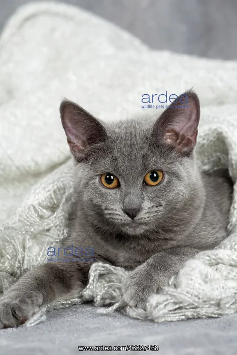: 80201882 Cat - Chartreux kitten Jean-Michel Labat : 80201882 Cat - Chartreux kitten Jean-Michel Labat