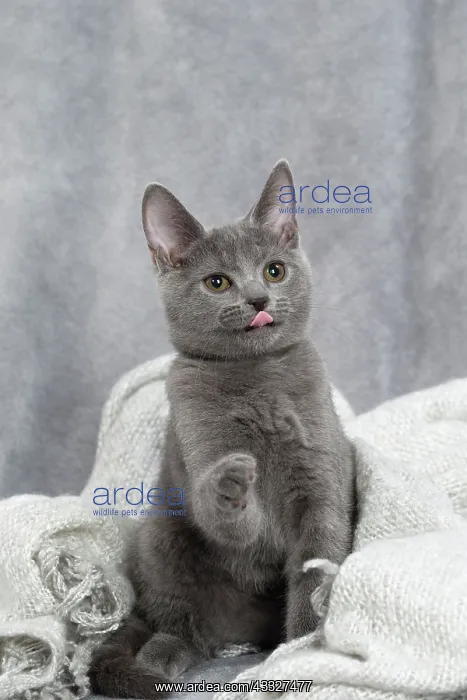 : 80201883 Cat - Chartreux kitten Jean-Michel Labat : 80201883 Cat - Chartreux kitten Jean-Michel Labat