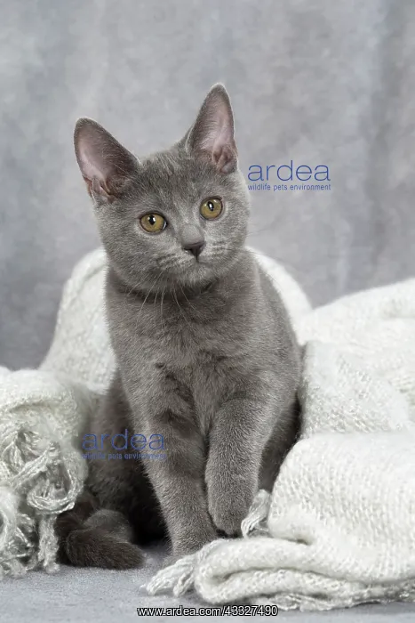 : 80201884 Cat - Chartreux kitten Jean-Michel Labat : 80201884 Cat - Chartreux kitten Jean-Michel Labat