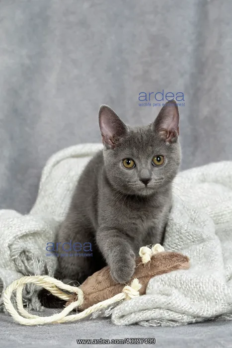 : 80201885 Cat - Chartreux kitten Jean-Michel Labat : 80201885 Cat - Chartreux kitten Jean-Michel Labat