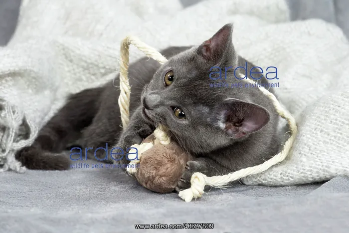 : 80201886 Cat - Chartreux kitten Jean-Michel Labat : 80201886 Cat - Chartreux kitten Jean-Michel Labat
