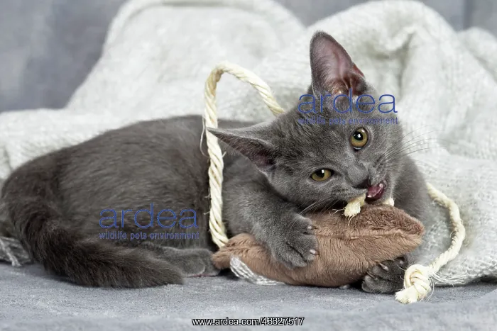 : 80201887 Cat - Chartreux kitten Jean-Michel Labat : 80201887 Cat - Chartreux kitten Jean-Michel Labat