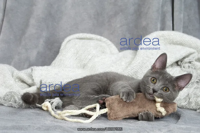 : 80201888 Cat - Chartreux kitten Jean-Michel Labat : 80201888 Cat - Chartreux kitten Jean-Michel Labat