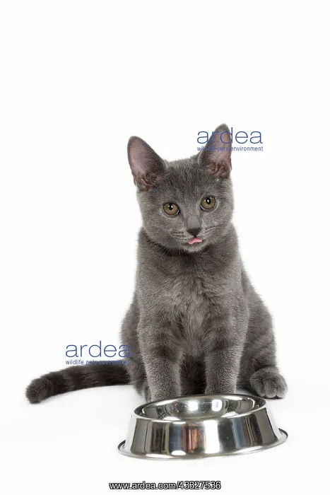 : 80201889 Cat - Chartreux kitten Jean-Michel Labat : 80201889 Cat - Chartreux kitten Jean-Michel Labat