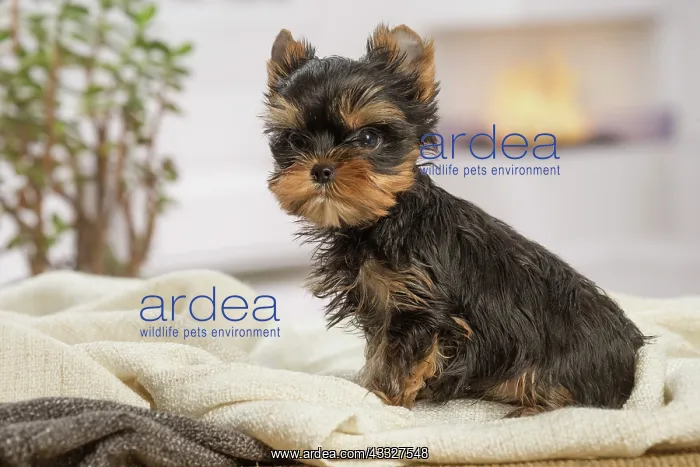 : 80201890 Dog - Yorkshire Terrier / Yorkie puppy : 80201890 Dog - Yorkshire Terrier / Yorkie puppy
