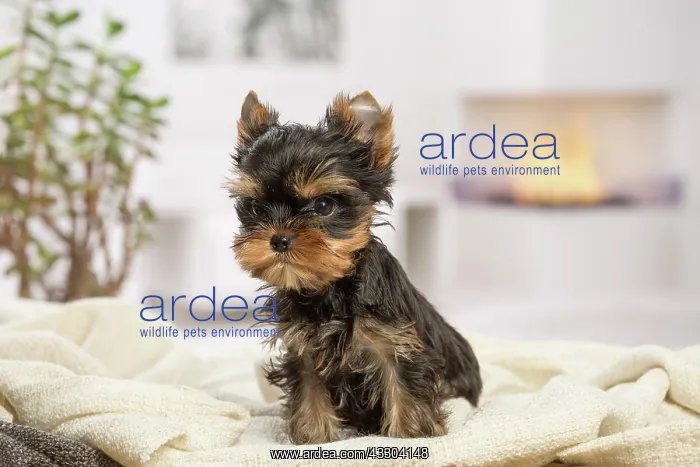 : 80201891 Dog - Yorkshire Terrier / Yorkie puppy : 80201891 Dog - Yorkshire Terrier / Yorkie puppy