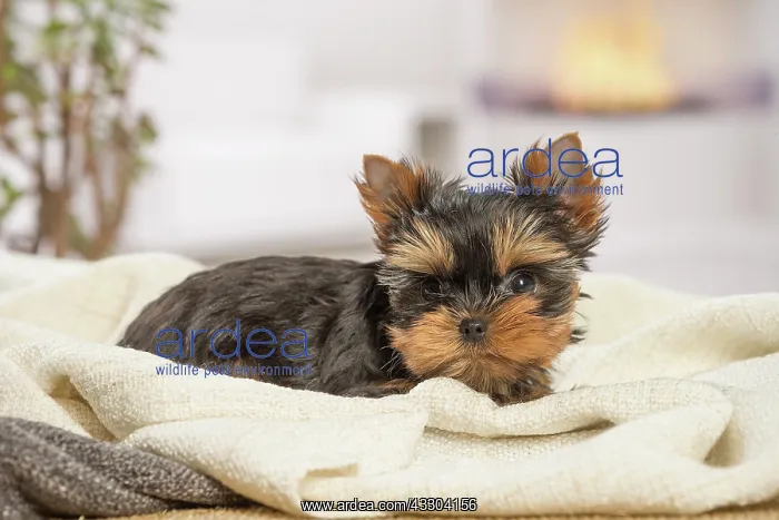 : 80201892 Dog - Yorkshire Terrier / Yorkie puppy : 80201892 Dog - Yorkshire Terrier / Yorkie puppy