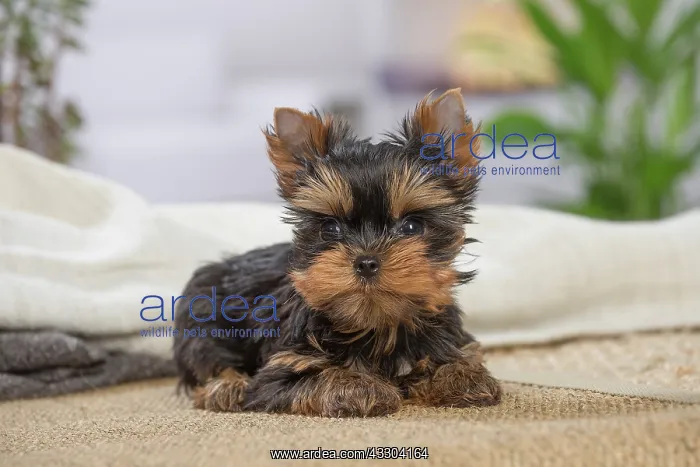 : 80201893 Dog - Yorkshire Terrier / Yorkie puppy : 80201893 Dog - Yorkshire Terrier / Yorkie puppy