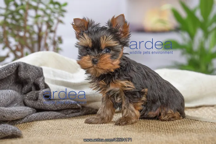 : 80201894 Dog - Yorkshire Terrier / Yorkie puppy : 80201894 Dog - Yorkshire Terrier / Yorkie puppy