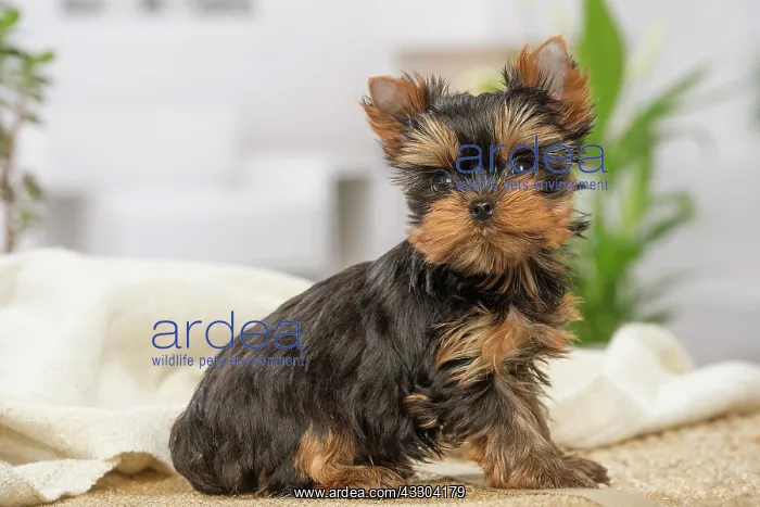 : 80201895 Dog - Yorkshire Terrier / Yorkie puppy : 80201895 Dog - Yorkshire Terrier / Yorkie puppy