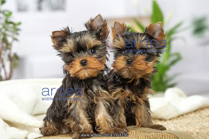 : 80201896 Dog - Yorkshire Terrier / Yorkie puppies : 80201896 Dog - Yorkshire Terrier / Yorkie puppies