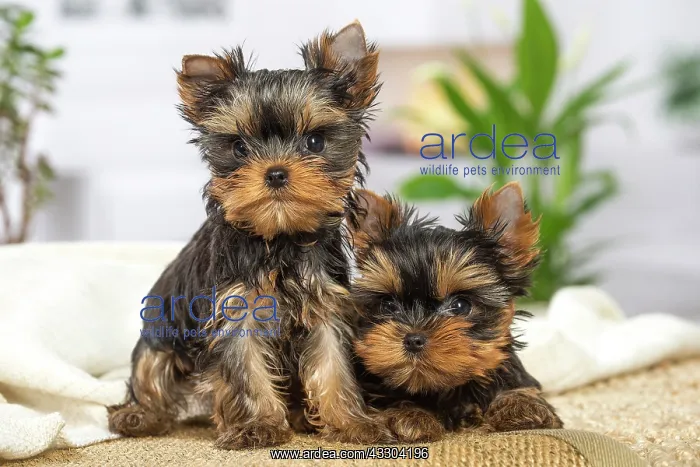 : 80201897 Dog - Yorkshire Terrier / Yorkie puppies : 80201897 Dog - Yorkshire Terrier / Yorkie puppies