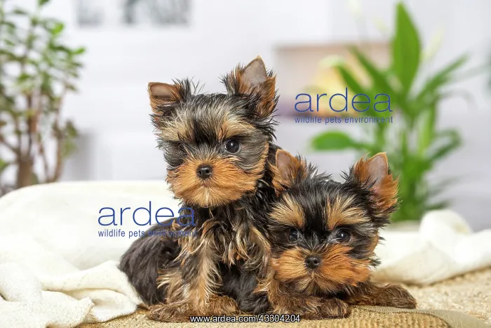 : 80201898 Dog - Yorkshire Terrier / Yorkie puppies : 80201898 Dog - Yorkshire Terrier / Yorkie puppies