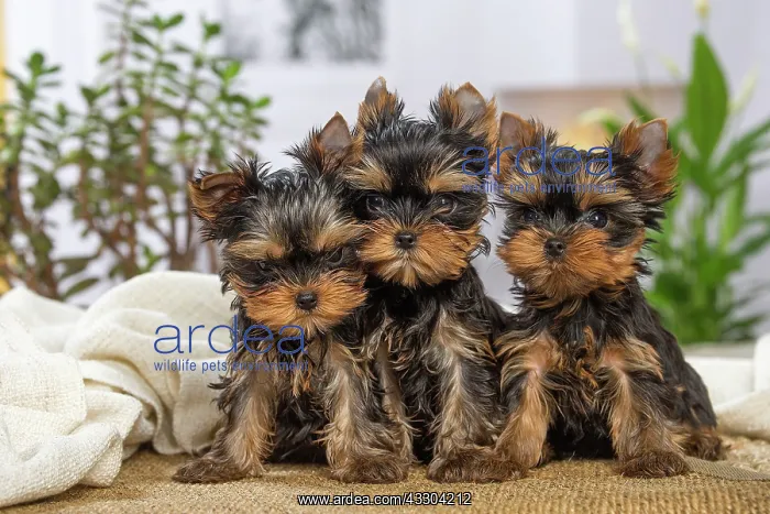 : 80201899 Dog - Yorkshire Terrier / Yorkie puppies : 80201899 Dog - Yorkshire Terrier / Yorkie puppies