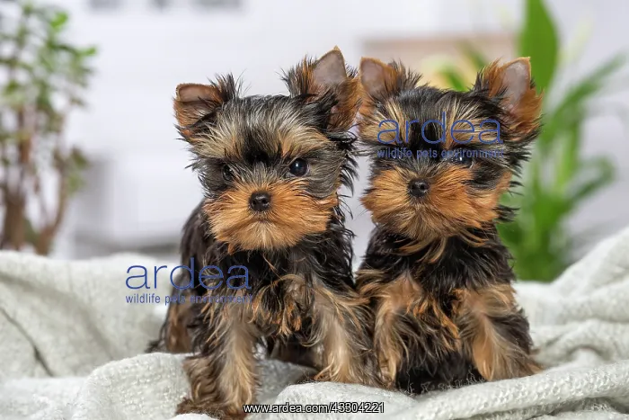 : 80201900 Dog - Yorkshire Terrier / Yorkie puppies : 80201900 Dog - Yorkshire Terrier / Yorkie puppies
