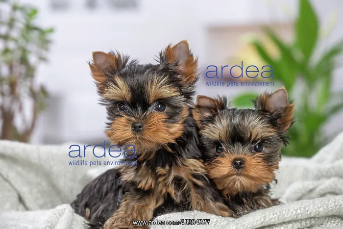 : 80201901 Dog - Yorkshire Terrier / Yorkie puppies : 80201901 Dog - Yorkshire Terrier / Yorkie puppies