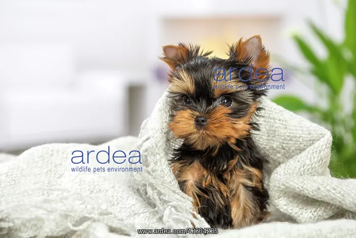 : 80201902 Dog - Yorkshire Terrier / Yorkie puppy : 80201902 Dog - Yorkshire Terrier / Yorkie puppy