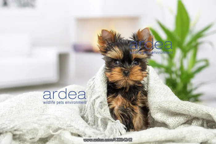 : 80201903 Dog - Yorkshire Terrier / Yorkie puppy : 80201903 Dog - Yorkshire Terrier / Yorkie puppy