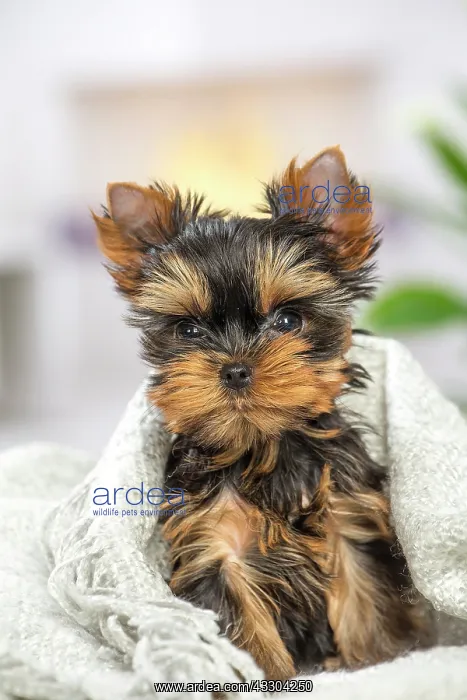: 80201904 Dog - Yorkshire Terrier / Yorkie puppy : 80201904 Dog - Yorkshire Terrier / Yorkie puppy