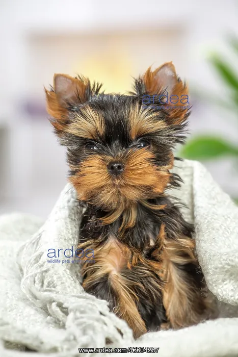 : 80201905 Dog - Yorkshire Terrier / Yorkie puppy : 80201905 Dog - Yorkshire Terrier / Yorkie puppy