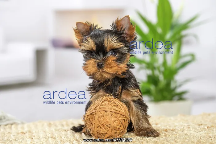 : 80201906 Dog - Yorkshire Terrier / Yorkie puppy : 80201906 Dog - Yorkshire Terrier / Yorkie puppy
