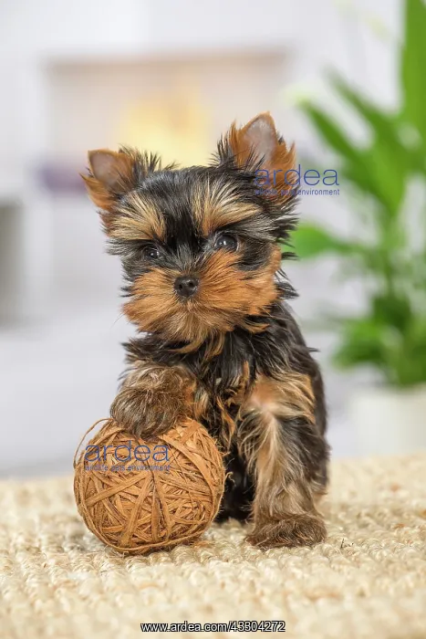 : 80201907 Dog - Yorkshire Terrier / Yorkie puppy : 80201907 Dog - Yorkshire Terrier / Yorkie puppy