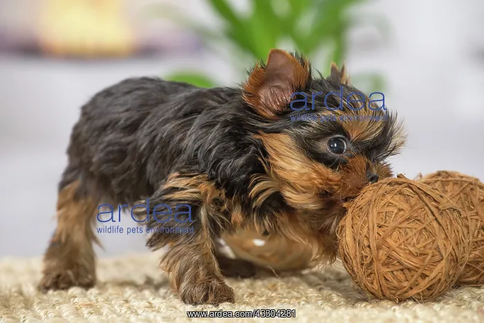 : 80201909 Dog - Yorkshire Terrier / Yorkie puppy : 80201909 Dog - Yorkshire Terrier / Yorkie puppy
