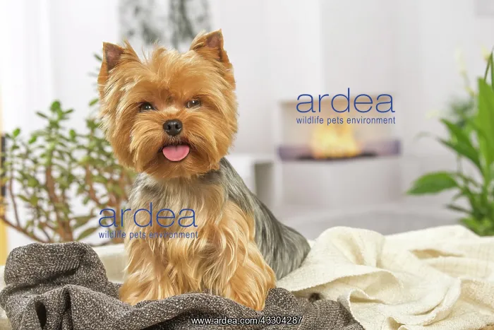 : 80201910 Dog - Yorkshire Terrier / Yorkie Jean-Michel : 80201910 Dog - Yorkshire Terrier / Yorkie Jean-Michel