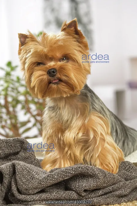 : 80201911 Dog - Yorkshire Terrier / Yorkie Jean-Michel : 80201911 Dog - Yorkshire Terrier / Yorkie Jean-Michel