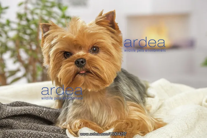 : 80201912 Dog - Yorkshire Terrier / Yorkie Jean-Michel : 80201912 Dog - Yorkshire Terrier / Yorkie Jean-Michel