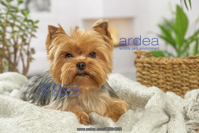 : 80201913 Dog - Yorkshire Terrier / Yorkie Jean-Michel : 80201913 Dog - Yorkshire Terrier / Yorkie Jean-Michel