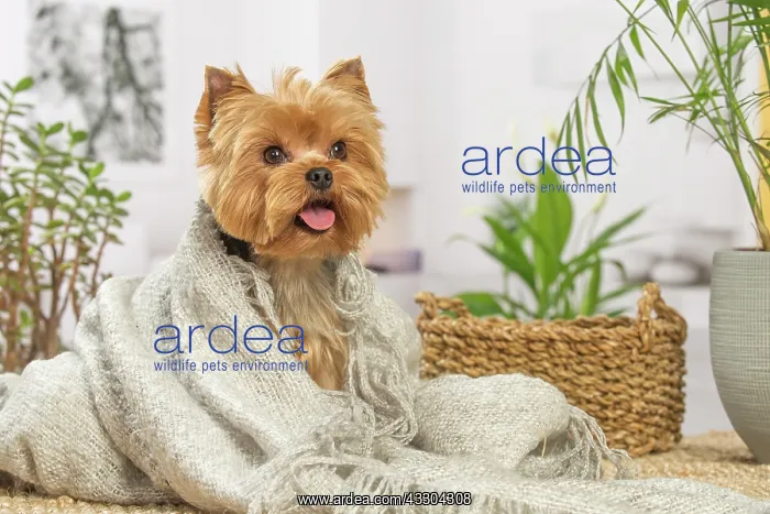 : 80201914 Dog - Yorkshire Terrier / Yorkie Jean-Michel : 80201914 Dog - Yorkshire Terrier / Yorkie Jean-Michel
