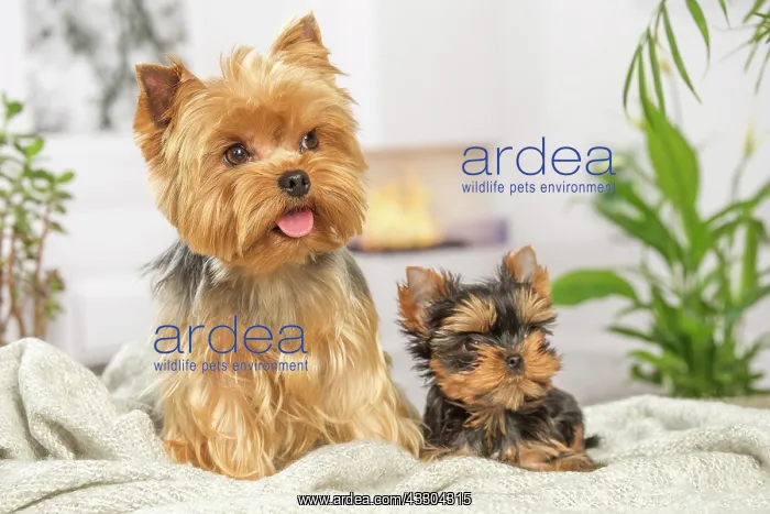 : 80201915 Dog - Yorkshire Terrier / Yorkie with puppy : 80201915 Dog - Yorkshire Terrier / Yorkie with puppy