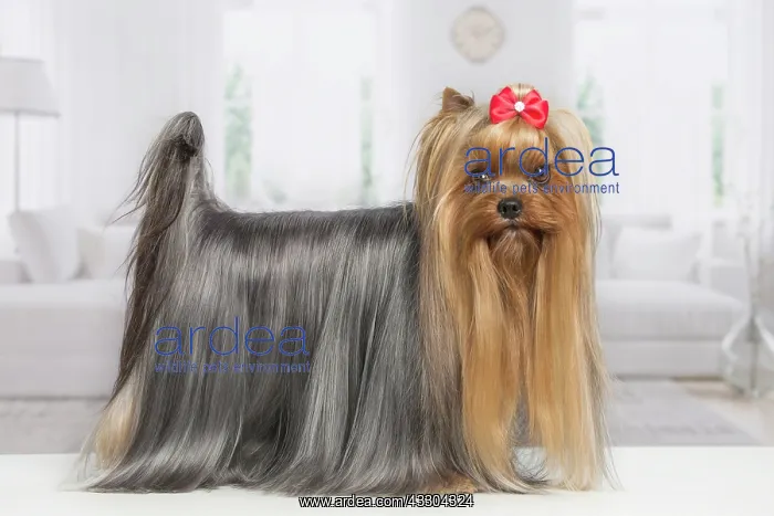 : 80201916 Dog - Yorkshire Terrier / Yorkie with bow : 80201916 Dog - Yorkshire Terrier / Yorkie with bow