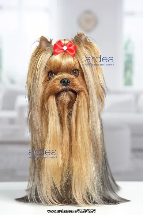 : 80201917 Dog - Yorkshire Terrier / Yorkie with bow : 80201917 Dog - Yorkshire Terrier / Yorkie with bow