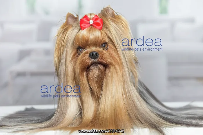 : 80201918 Dog - Yorkshire Terrier / Yorkie with bow : 80201918 Dog - Yorkshire Terrier / Yorkie with bow