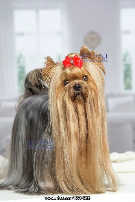 : 80201919 Dog - Yorkshire Terrier / Yorkie with bow : 80201919 Dog - Yorkshire Terrier / Yorkie with bow