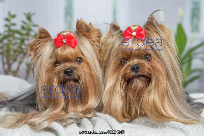 : 80201920 Dog - Yorkshire Terrier / Yorkie with bow : 80201920 Dog - Yorkshire Terrier / Yorkie with bow