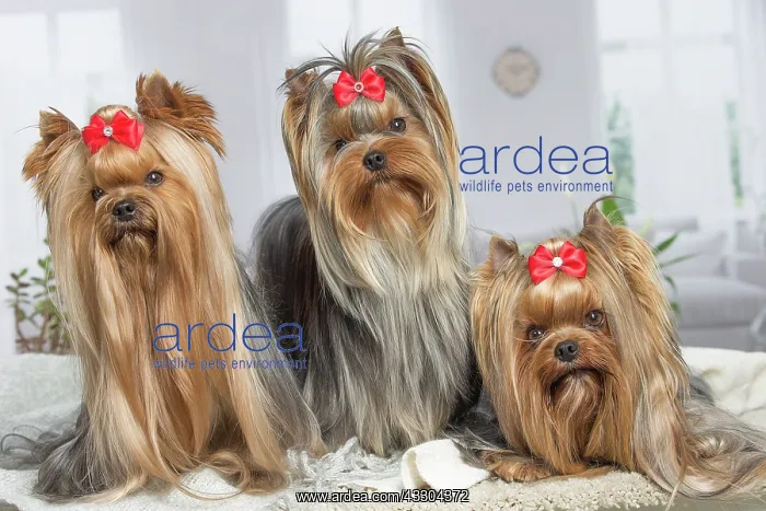  : 80201921 Dog - Yorkshire Terrier  /  Yorkie with bow