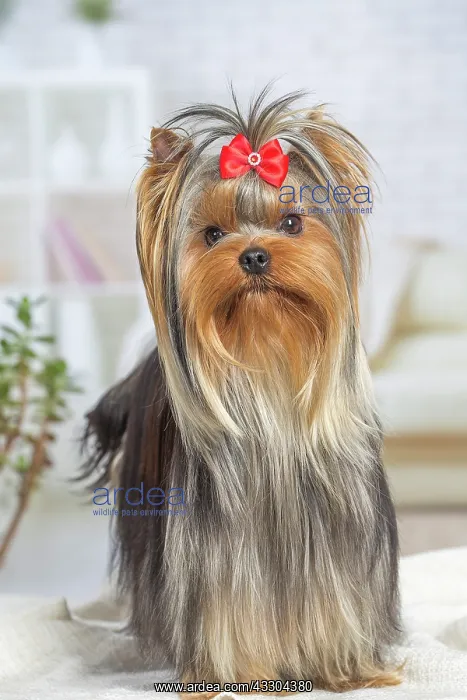 : 80201922 Dog - Yorkshire Terrier / Yorkie with bow : 80201922 Dog - Yorkshire Terrier / Yorkie with bow