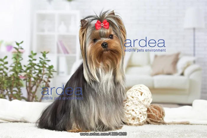 : 80201923 Dog - Yorkshire Terrier / Yorkie with bow : 80201923 Dog - Yorkshire Terrier / Yorkie with bow
