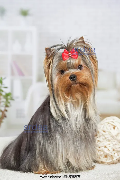 : 80201924 Dog - Yorkshire Terrier / Yorkie with bow : 80201924 Dog - Yorkshire Terrier / Yorkie with bow