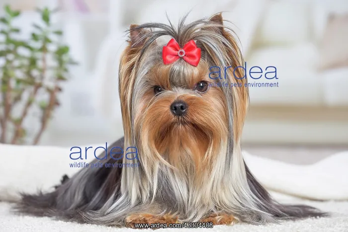 : 80201925 Dog - Yorkshire Terrier / Yorkie with bow : 80201925 Dog - Yorkshire Terrier / Yorkie with bow