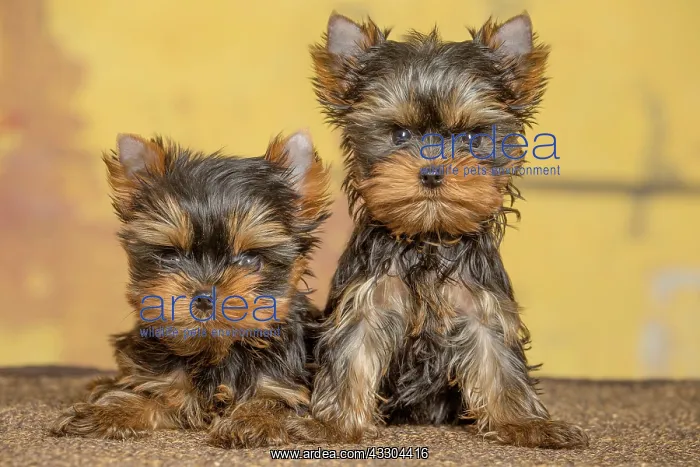 : 80201926 Dog - Yorkshire Terrier / Yorkie puppies : 80201926 Dog - Yorkshire Terrier / Yorkie puppies