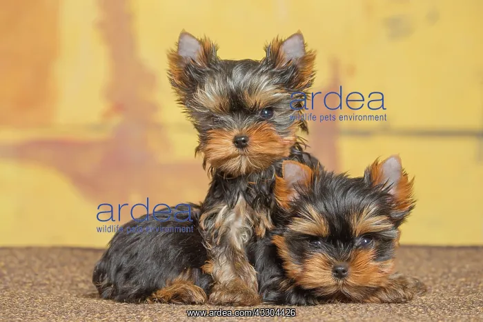 : 80201927 Dog - Yorkshire Terrier / Yorkie puppies : 80201927 Dog - Yorkshire Terrier / Yorkie puppies