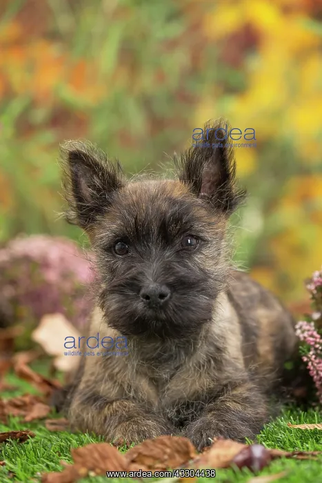 : 80201928 Dog - Cairn Terrier puppy Jean-Michel Labat : 80201928 Dog - Cairn Terrier puppy Jean-Michel Labat