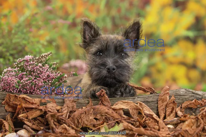 : 80201929 Dog - Cairn Terrier puppy Jean-Michel Labat : 80201929 Dog - Cairn Terrier puppy Jean-Michel Labat