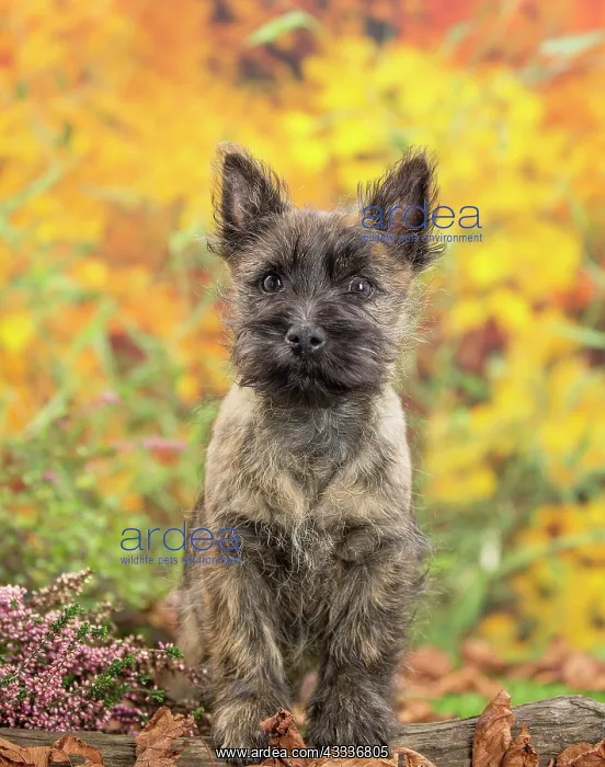 : 80201930 Dog - Cairn Terrier puppy Jean-Michel Labat : 80201930 Dog - Cairn Terrier puppy Jean-Michel Labat