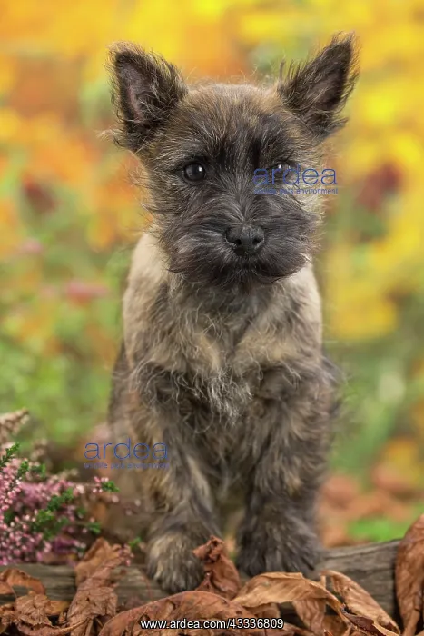 : 80201931 Dog - Cairn Terrier puppy Jean-Michel Labat : 80201931 Dog - Cairn Terrier puppy Jean-Michel Labat